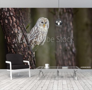 Picture of Ural owl Strix uralensis is a medium-sized nocturnal owl of the genus Strix with up to 15 subspecies found in Europe and northern Asia 